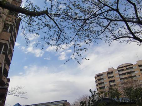 立木と青空-8 立木と青空-8 立木,幹,枝の写真素材