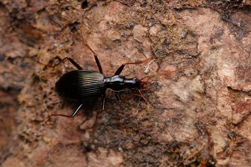 ヤクシマヒラタゴミムシ？の写真