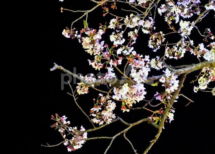 幻想的な散り際の夜桜 夜桜,桜,神秘的の写真素材
