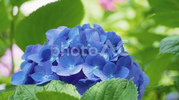 梅雨入りに合わせて満開となった紫陽花 アジサイ,紫陽花,6月の写真素材