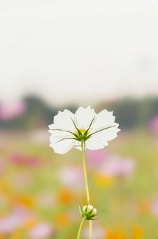 Photo, cosmos, campo de cosmos, blanco, 