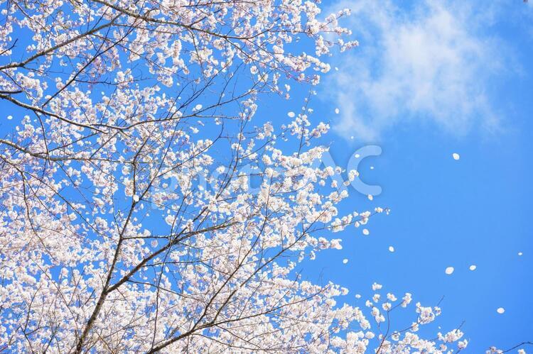 青空と桜の木の春の背景素材 白,空,花の写真素材