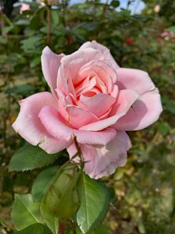 バラ 薔薇 花 バラ,薔薇,花の写真素材
