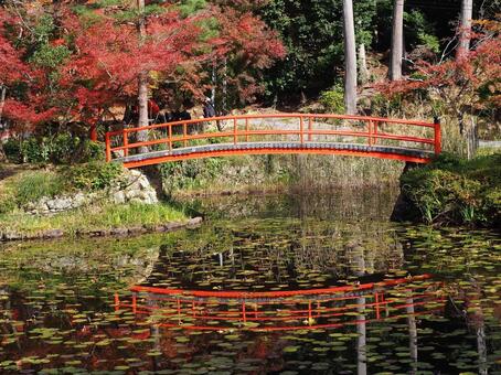 紅葉6 紅葉,もみじ,秋色の写真素材