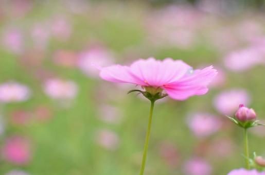 コスモス コスモス コスモス,花,植物の写真素材