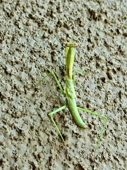 Mantis Child, JPG Mantis Child, JPG