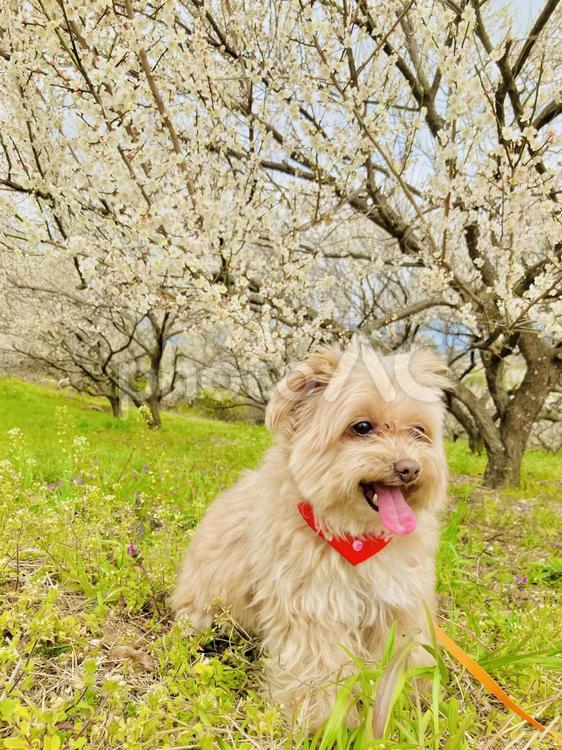 犬と梅の花 梅,梅の花,満開の写真素材
