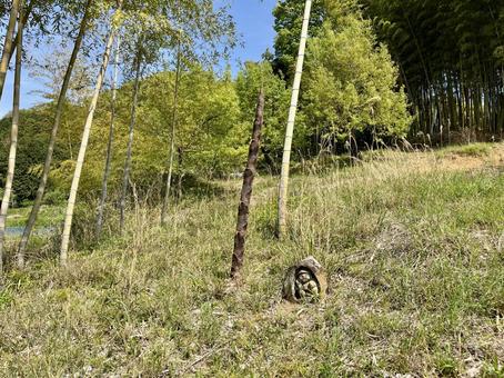Bamboo shoots growing rapidly, JPG Bamboo shoots growing rapidly, JPG