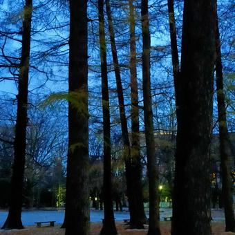 Trees Trees