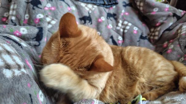 顔を洗う茶トラちゃん ねこ,茶トラ,メス猫の写真素材