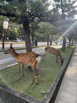 鹿 鹿,後光がさす,シカの写真素材