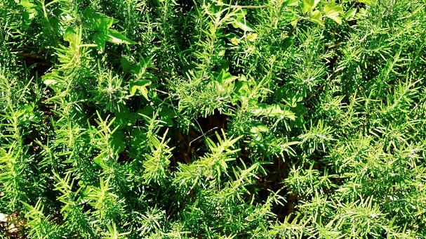 Rosemary growing in clusters, JPG Rosemary growing in clusters, JPG