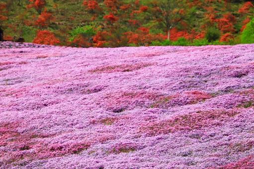 芝桜 芝桜の写真