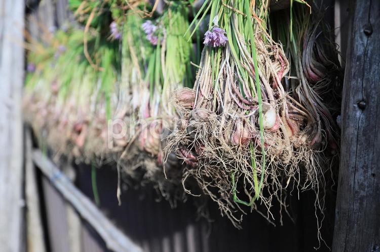 アサツキの球根乾燥（農作業の工程） アサツキ,野蒜,野菜の写真素材