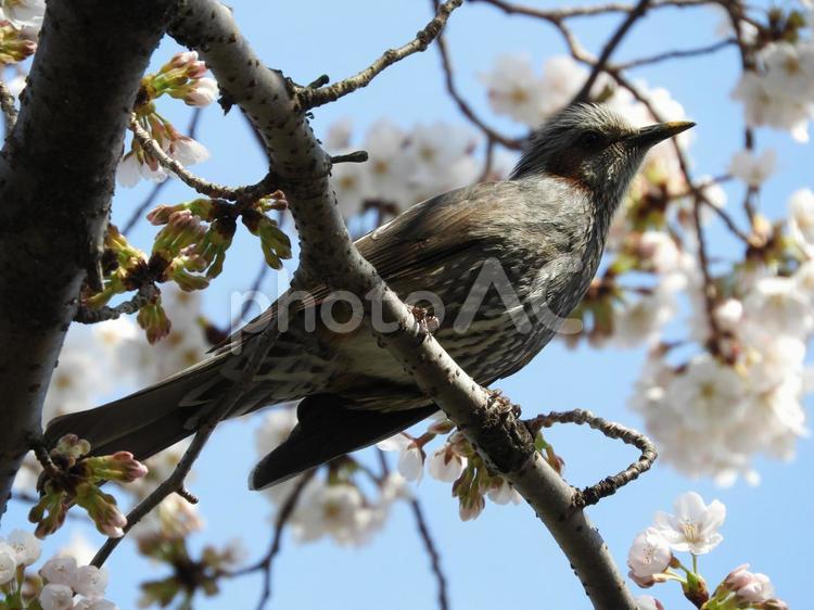 桜とヒヨドリ02 木,鳥,自然の写真素材