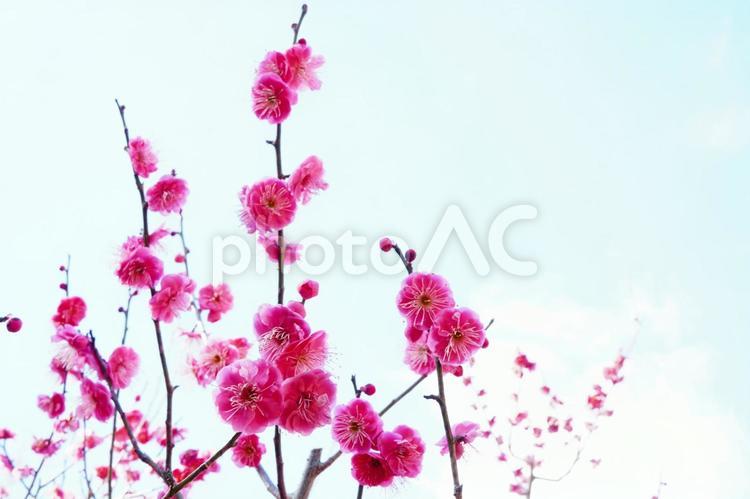 青空に映える鮮やかな紅梅 梅,花,梅の花の写真素材