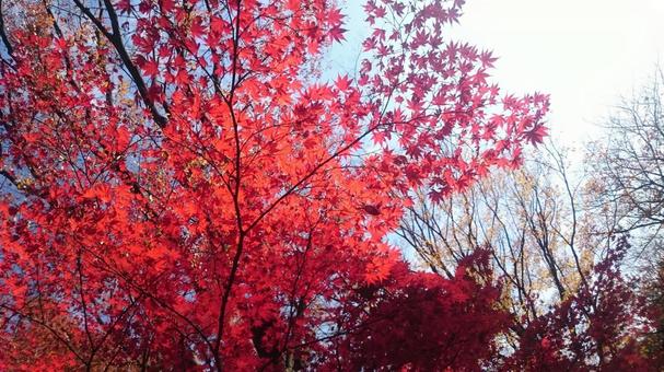 紅葉 紅葉 紅葉,枯れ葉,秋の写真素材