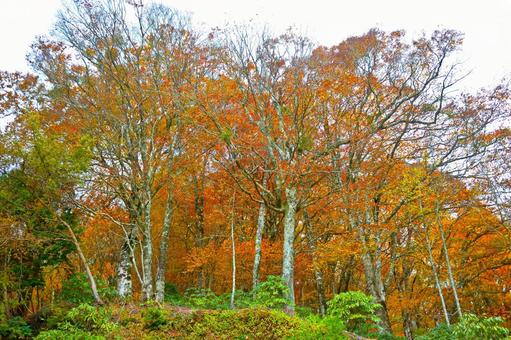 秋の山4 秋の風景,紅葉,秋の写真素材