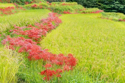 佐賀-【江里山の棚田の彼岸花】 佐賀-【江里山の棚田の彼岸花】 佐賀,江里山,棚田の写真素材
