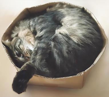ねこ ねこ 段ボール,丸い,ぼろぼろの写真素材