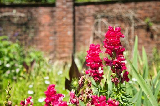 ガーデン上に咲く赤い花の写真