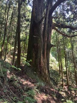 Photo, millennium cedar (cryptomeria japonica d. d.), fir, big trees, 