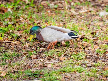 地面を歩くマガモのオス 地面を歩くマガモのオスの写真