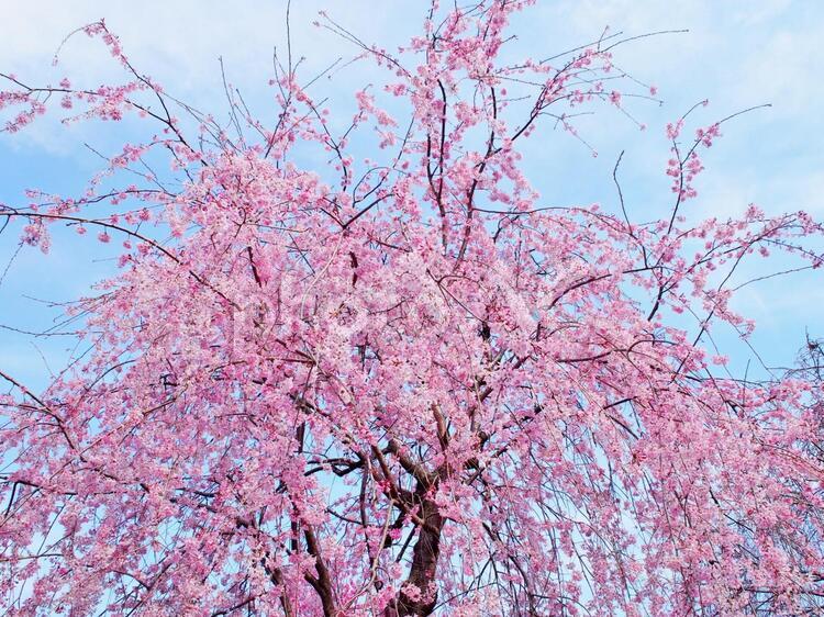 しだれ桜 しだれ桜,枝垂れ桜,桜の写真素材