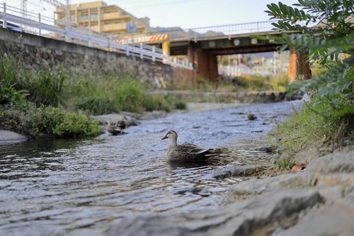 カモと川 川,秋晴れ,街並みの写真素材