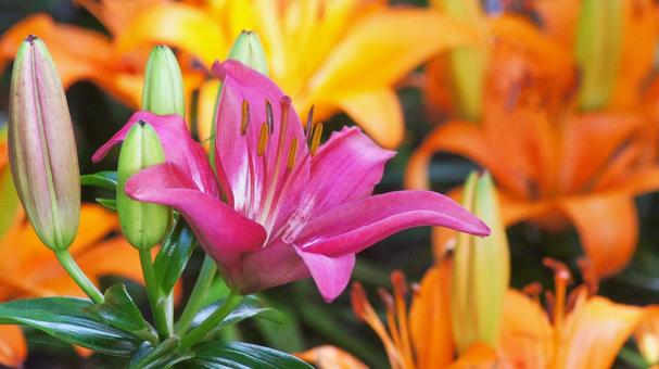 百合の花-109 百合の花-109の写真