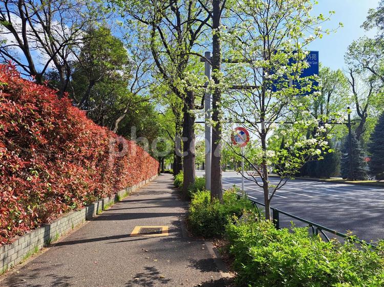 四谷　街路樹 関東,東京,紅葉樹の写真素材