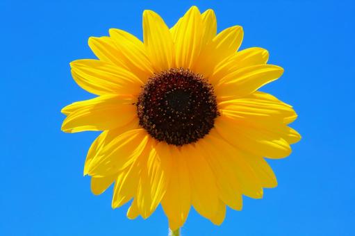 夏イメージひまわりの花 夏イメージひまわりの花 ひまわり,向日葵,花の写真素材