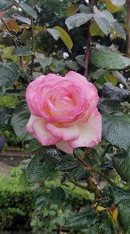 雨上がりの薔薇 雨上がりの薔薇 薔薇,バラ,雨の写真素材