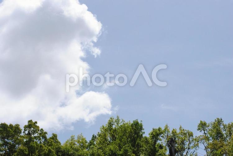 青空と雲と木々 空,青空,雲の写真素材