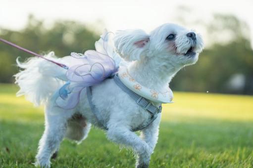 夏の公園で散歩するマルチーズの写真