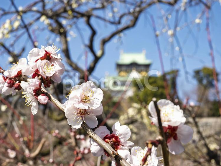 きれいな梅の花 梅の花,かわいい,大阪城の写真素材