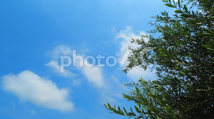 ６月下旬のオリーブの木と実 背景,オリーブ,木の写真素材