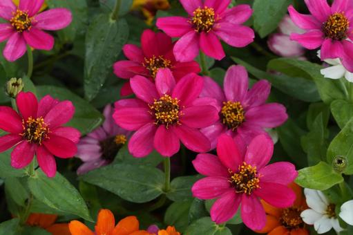 ジニア・プロフュージョン ジニア・プロフュージョン,秋の花,花壇の写真素材