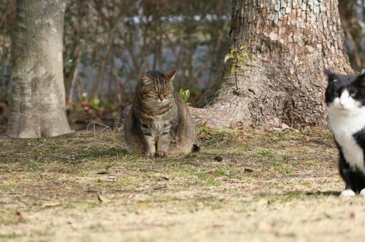 野良猫 野良猫の写真