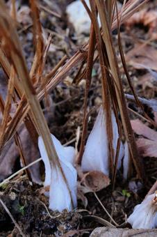 シモバシラ　（植物） 風物詩,白色,シモバシラの花の写真素材