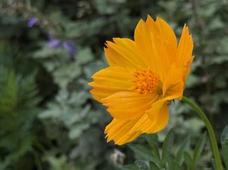 Yellow Cosmos, JPG Yellow Cosmos, JPG