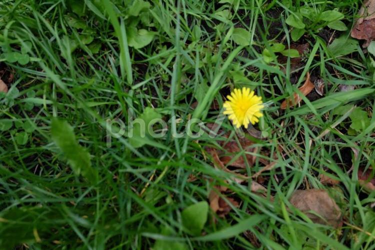 たんぽぽ お花,たんぽぽ,タンポポの写真素材