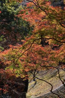 室生寺 室生寺,紅葉,もみじの写真素材