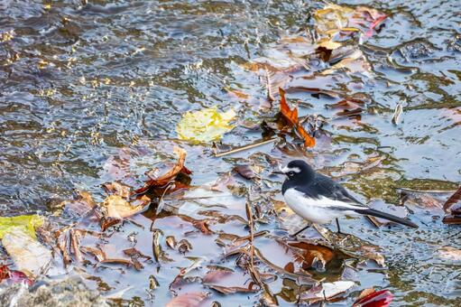 セグロセキレイ⑷ 鳥,セグロセキレイ,野鳥の写真素材