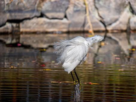 水辺のコサギ コサギ,鳥,野鳥の写真素材