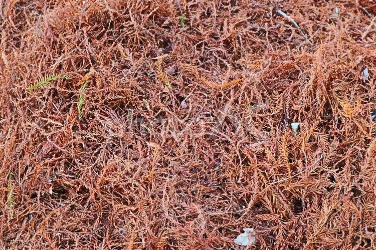 針葉樹　落ち葉　紅葉　３ 風景,絨毯,背景の写真素材