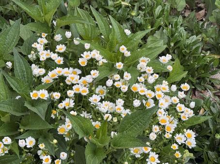カモミール カモミール,花,白の写真素材