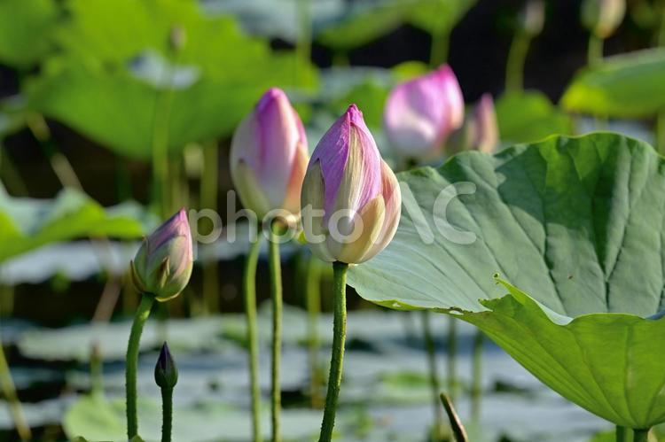 山元町八手庭前田南溜池　ハスのつぼみ 蓮,ハス,花の写真素材