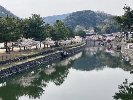 春の宇治川〜観覧船乗り場〜 春の宇治川〜観覧船乗り場〜 宇治,宇治川,春の写真素材