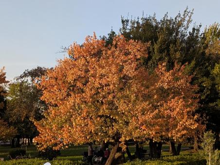 夕方の公園 公園,木々,枝の写真素材